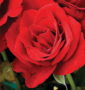 Róża wielokwiatowa czerwono-jasna DAME DE COUER