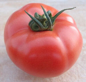 pomidor HTP-11 F1 250n Nickerson Zwaan Hazera Genetics