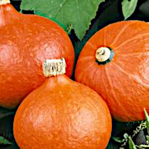 EJA Dynia Hokkaido Orange 100gr