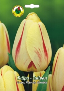 PNOS Tulipan Hybrydy Darwina Burning Heart