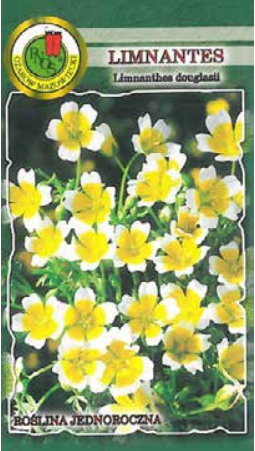 pnos limnantes żółto-biały