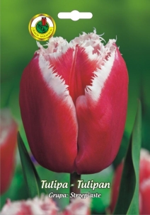 PNOS Tulipan Canasta KAP5