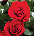 Sadzonki róż wielokwiatowych  jasno-czerwonych
