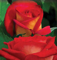 Sadzonki róży wielokwiatowej