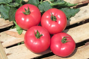 HAZERA Pomidor KWINTELLA 250 n