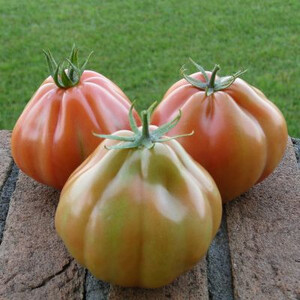 pomidor Gotico F1 100 n Nickerson zwaan
