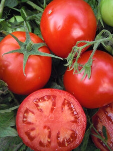 PNOS Pomidor gruntowy karłowy sztywnołodygowy Samuraj 1 g