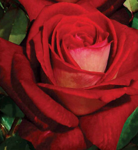Róża wielokwiatowa Bicolette