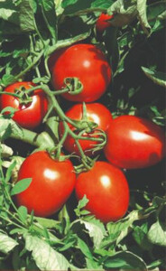HAZERA Pomidor MINIDOR 1000 n