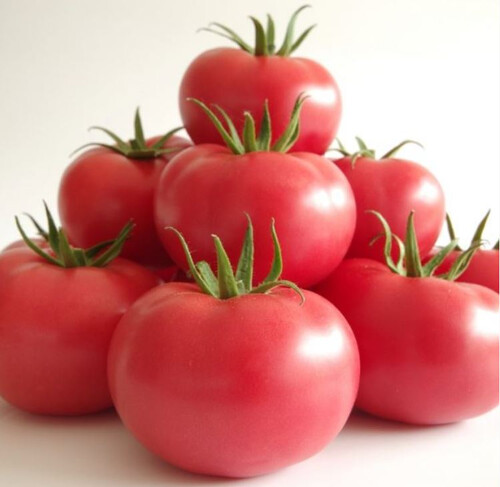manistella pomidor hazera