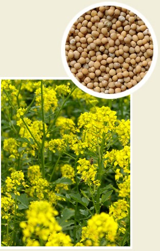 GRANUM Gorczyca biała pastewna 0,5kg