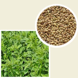GRANUM Lucerna siewna San Isidro C1 0,5kg