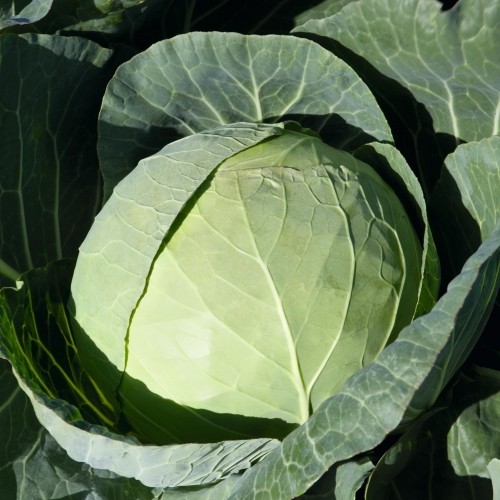 kapusta Artost F1 2500 n Bejo Zaden