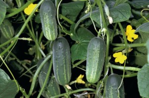 Ogórek Akord F1 1000n Bejo Zaden