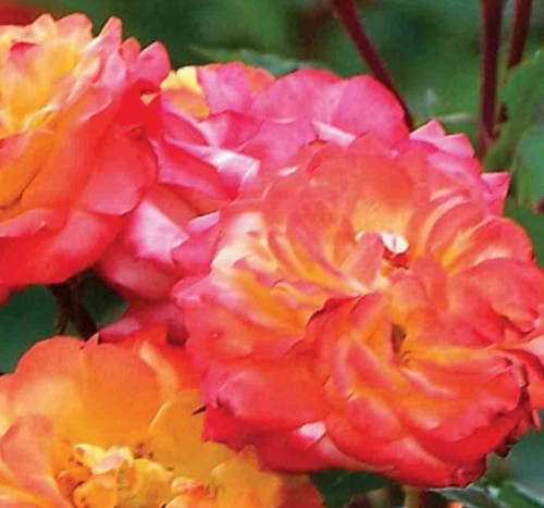 Róża rabatowa wielokolorowa Circus