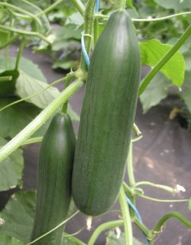 EJA Ogórek sałatkowy EMILIE 250n