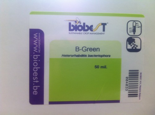 BIO Nicienie B-GREEN Heterorhabditis bacteriophora 50 mln