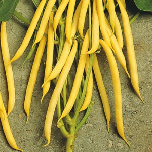 MONSANTO SEMINIS Fasola Unidor 50 000n