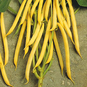 MONSANTO SEMINIS Fasola Unidor 50 000n