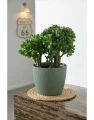Lamela Doniczka Magnolia Jumper 11 cm 0,5 l