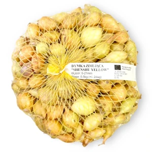 Cebula dymka zimująca Senshyu Yellow 5-20mm 0,5kg