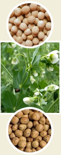 GRANUM Groch siewny peluszka Milwa 1kg