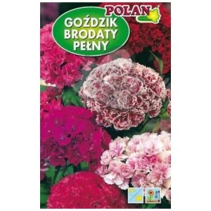 POLAN Goździk brodaty pełny mieszanka 2g