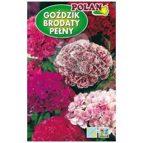 POLAN Goździk brodaty pełny mieszanka 2g