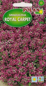 POLAN Smagliczka nadmorska Royal C. amar. fiol. 1g