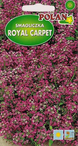 POLAN Smagliczka nadmorska Royal C. amar. fiol. 1g