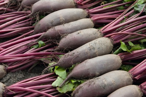 burak Alto F1 10000 n Bejo Zaden 