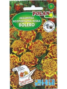 POLAN Aksamitka rozpierzchła Bolero miod-mahoniowa 1g