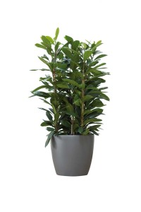 ELHO BRUSSELS OSŁONKA OKRĄGŁA 20CM CIEMNO SZARA