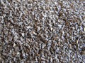 GRANUM Marchew pastewna Krystyna czerwona C1 0,2kg