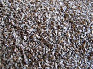 GRANUM Marchew pastewna Krystyna czerwona C1 0,2kg