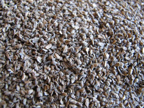 GRANUM Marchew pastewna Krystyna czerwona C1 0,2kg