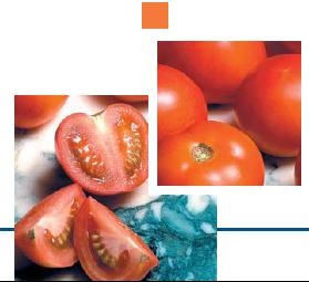 Syngenta pomidor Delfine 500 n 