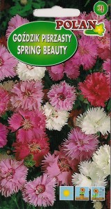 POLAN Goździk pierzasty Spring Beauty mieszanka 0,3g