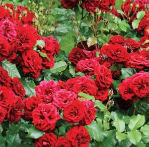 Róża rabatowa czerwona Concerto