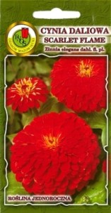 PNOS Cynia daliowa Scarlet Flame czerwona1g