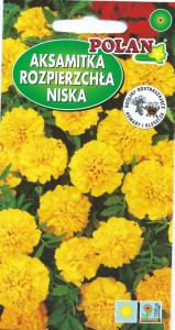 POLAN Aksamitka Rozpierzchła Niska Pełna Amulet Żółty 1g