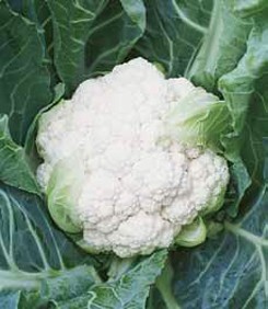 kalafior Lecanu F1 2500 n Syngenta