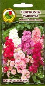 PNOS Lewkonia Varsovia Dana Ceglastocielista 1g