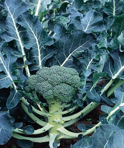 brokuł Monaco F1 2500 n Syngenta