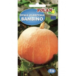 POLAN Dynia Bambino 5g