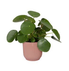 ELHO VIBES FOLD ROUND MINI 9CM OSŁONKA DELIKATNY RÓŻOWY 