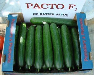 ogórek Pacto F1 100 n De Ruiter