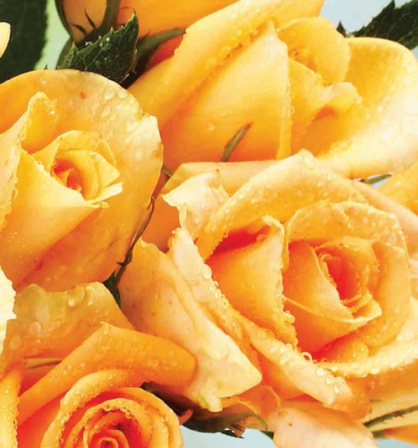 Róża wielokwiatowa kremowa Ice Cream