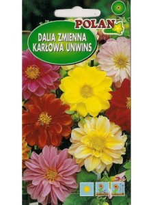 POLAN Dalia Unwins pełna mieszanka 2g