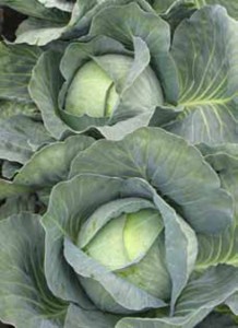 Syngenta kapusta Agressor 2500 n 